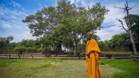 L’arbre de la Bodhi 