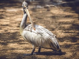 Parc national de Guindy 