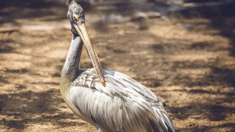 Parc national de Guindy 