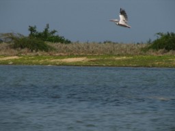 Lac de Pulicat 