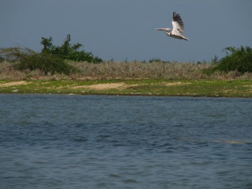 el lago pulicat