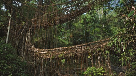 Les Ponts de Racines Vivantes 