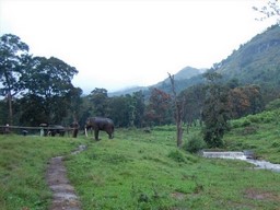 Anamalai Wildlife Sanctuary