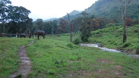 Sanctuaire faunique de Anamalai 