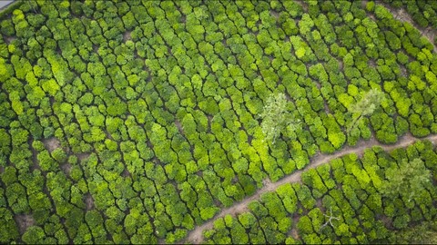 Valparai