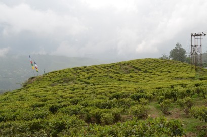 Jardin de thé Happy Valley 