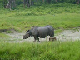 Jaldapara National Park 