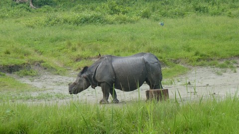 parque nacional de jaldapara