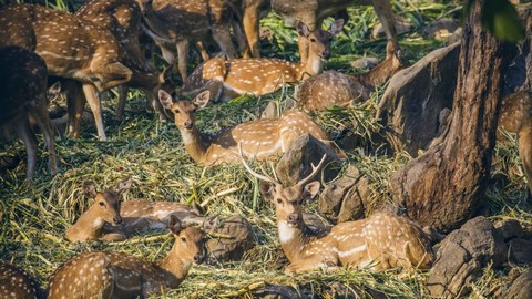 マルシ　シカ公園