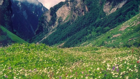 Vallée des fleurs 