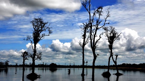 Dibru Saikhowa National Park