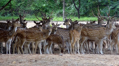 Parc aux cerfs 