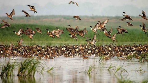 Réserve naturelle de Deepor Beel