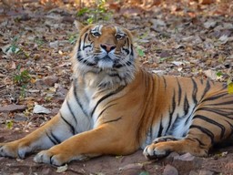 Bandhavgarh National Park