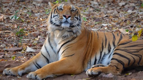 Bandhavgarh-Nationalpark 