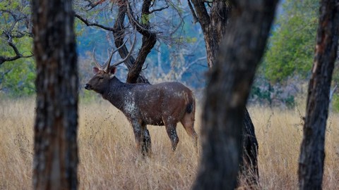 कान्हा राष्ट्रीय पार्क 