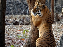 Kanha National Park