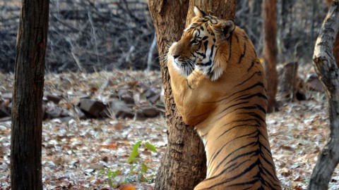 parque nacional kanha