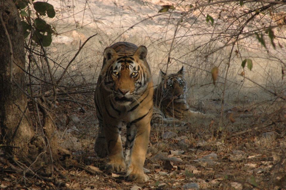 Ranthambore National Park