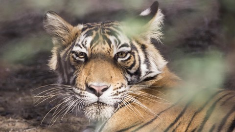 parque nacional ranthambore