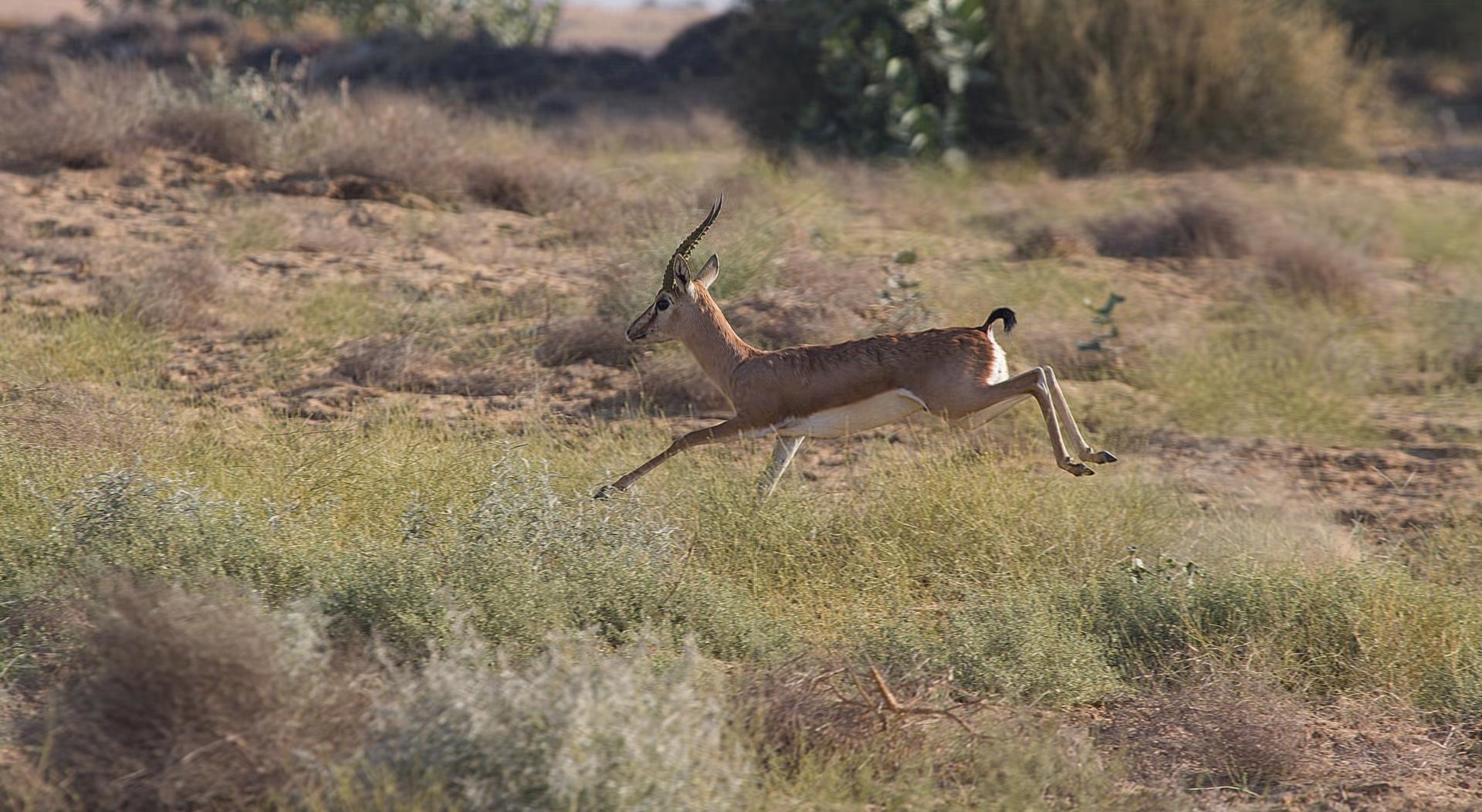 Desert National Park