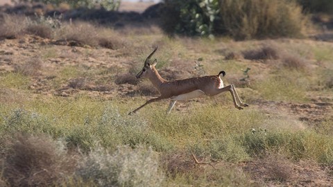 منتزه الصحراء الوطني