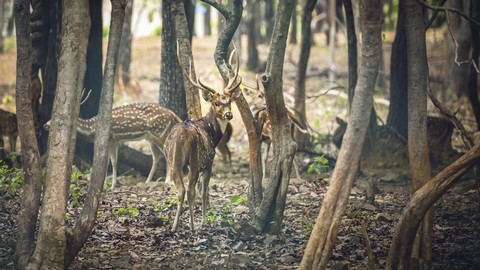 Dalma Wildlife Sanctuary