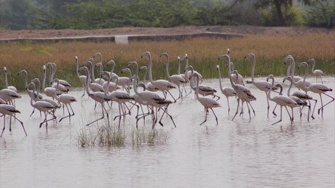 Bishnoi Village Safari 