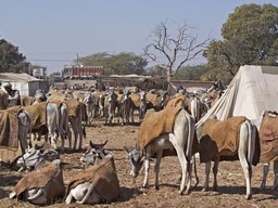 Nagaur 