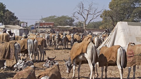 नागौर