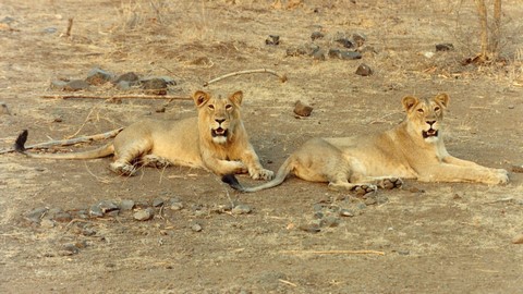 गिर राष्ट्रीय उद्यान 