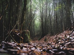 Neora Valley National Park