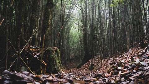 Neora Valley National Park 