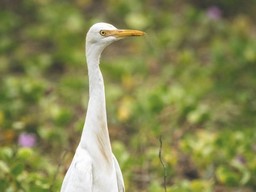 Vedanthangal Vogelreservat 