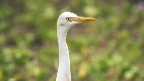 Vedanthangal Vogelreservat 