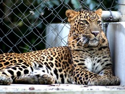 Kanpur Zoologischer Park (Allen Zoo) 