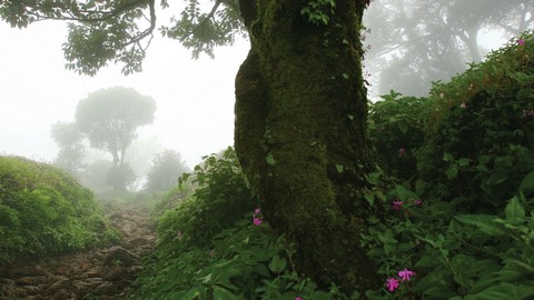 Collines de Kodachadri 