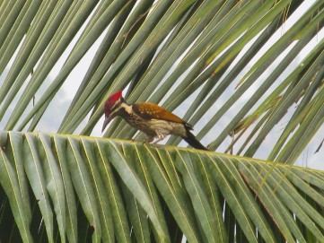 कल्लारा 