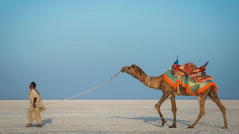 مستنقعات ران المالحة في كوتش ...جمال الطبيعة