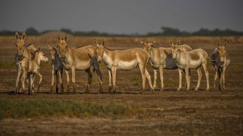 Заповедник диких ослов