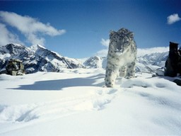 Hemis Wildlife Sanctuary 