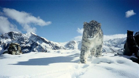 Hemis Wildlife Sanctuary 