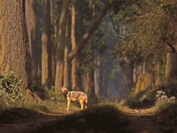 Dudhwa-Nationalpark 