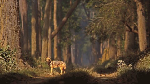 Dudhwa-Nationalpark 