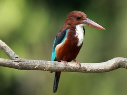 Nawabganj Bird Sanctuary