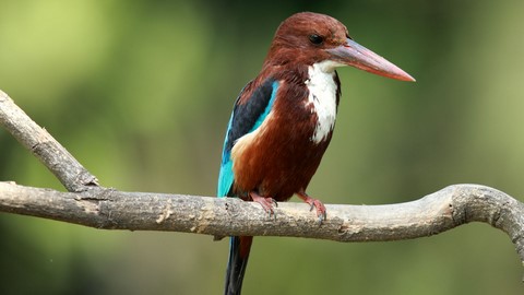 santuario de aves nawabganj