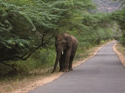 Chinnar Wildlife Sanctuary