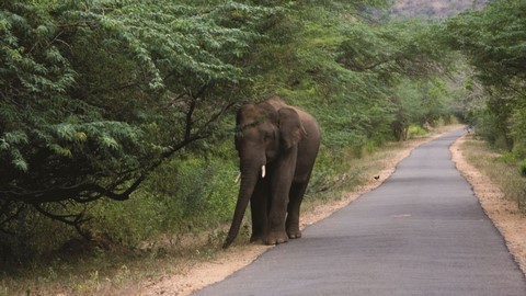 Chinnar Wildlife Sanctuary