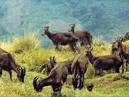 Eravikulam National Park