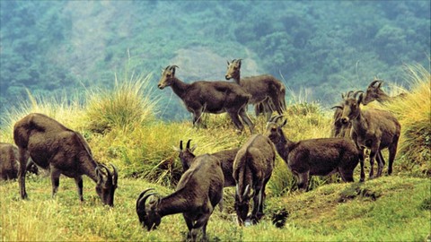 Parc national d’Eravikulam 